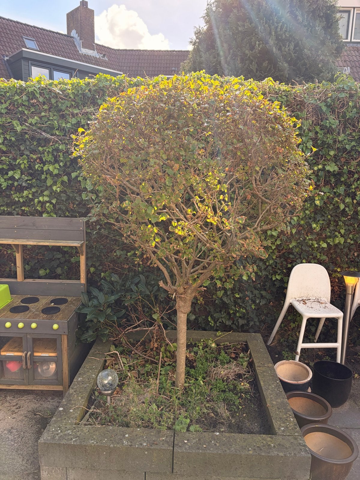 Sering op stam - 2m hoog “Syringa”, Tuin en Terras, Halfschaduw, Lente, 100 tot 250 cm, Ophalen