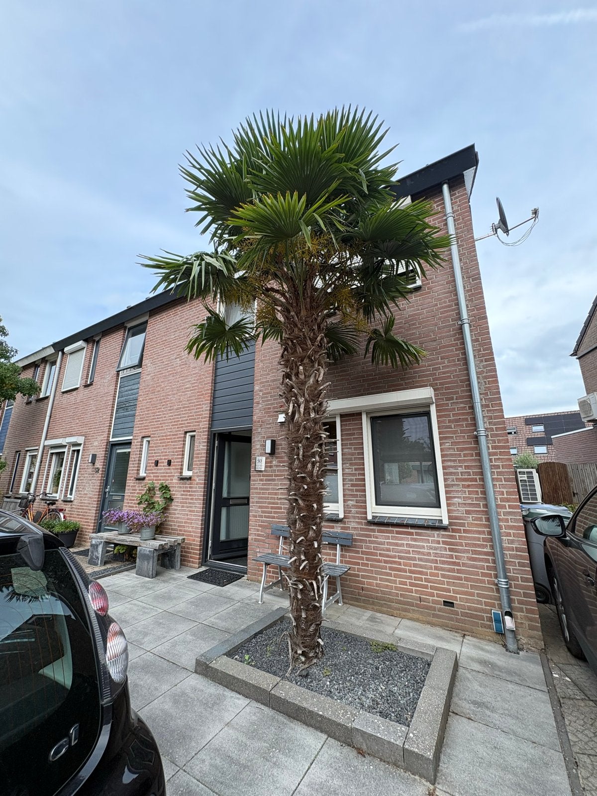 Winterharde Palmboom - Ruim 4 meter hoog, Ophalen, Overige soorten, Struik, 250 cm of meer