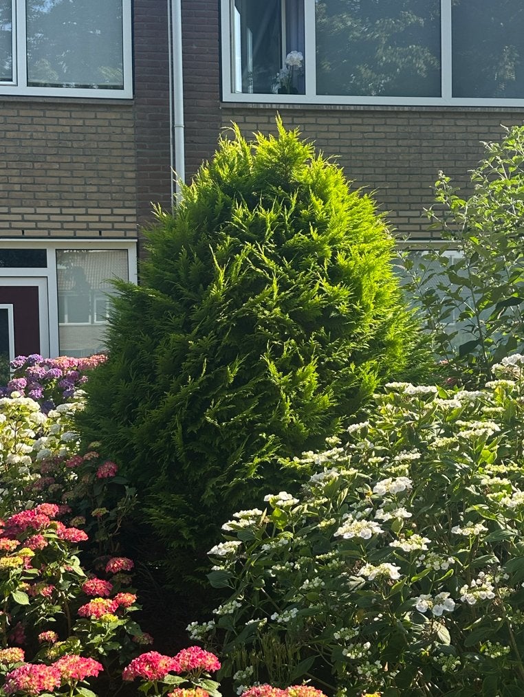 Goudleylandii Conifeer - Prachtige Groene Struik, Ophalen, Conifeer, Struik, 100 tot 250 cm