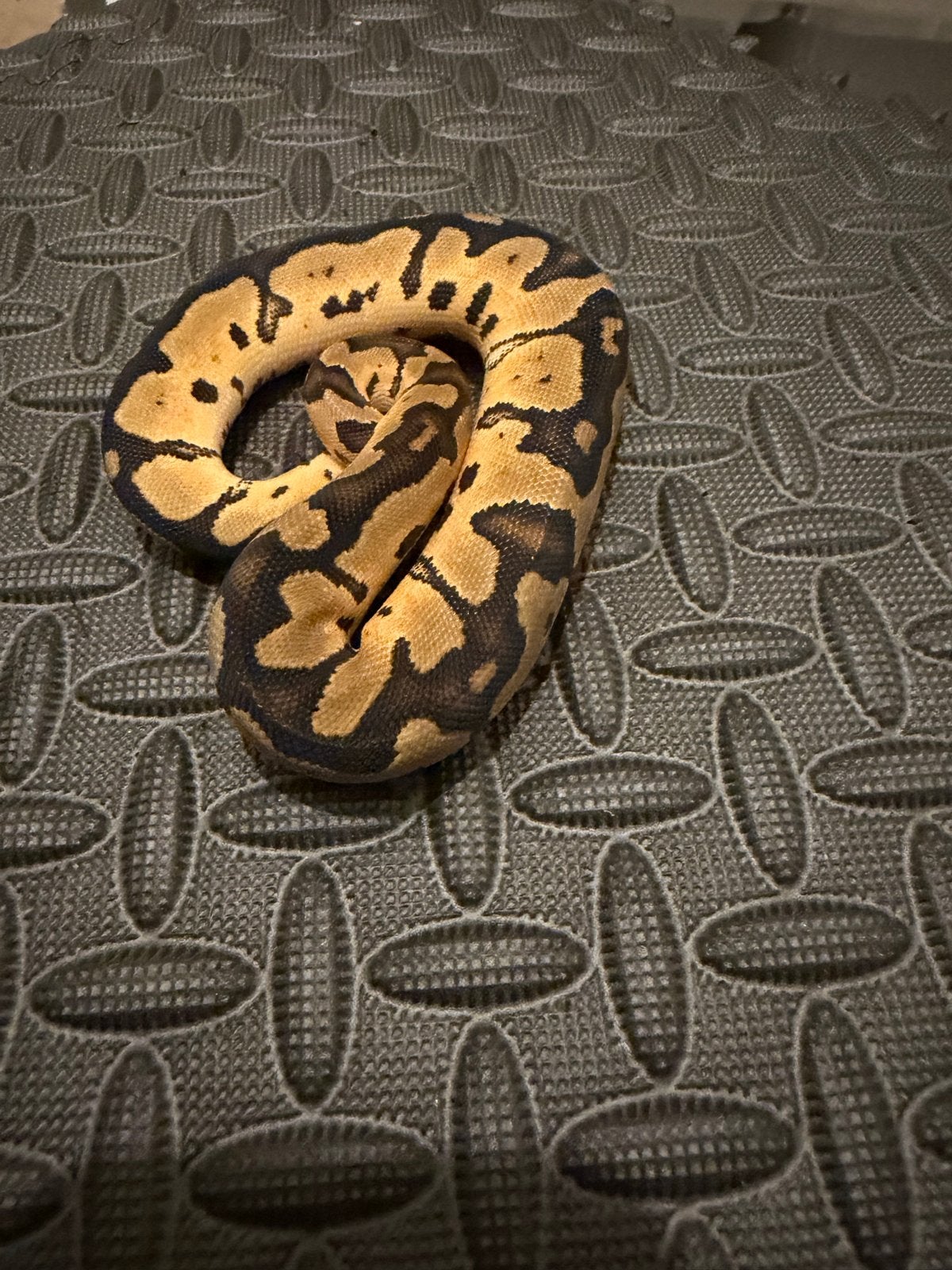 0.1 Ballpython / Regius