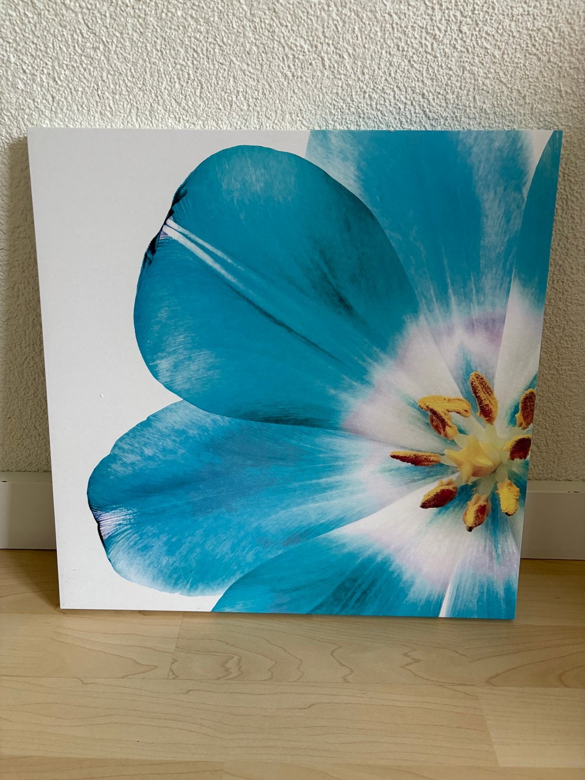 Canvas schilderij blauwe bloem 40 x 40 - Modern en sfeervol, Minder dan 50 cm, Gebruikt, Ophalen of Verzenden, Print