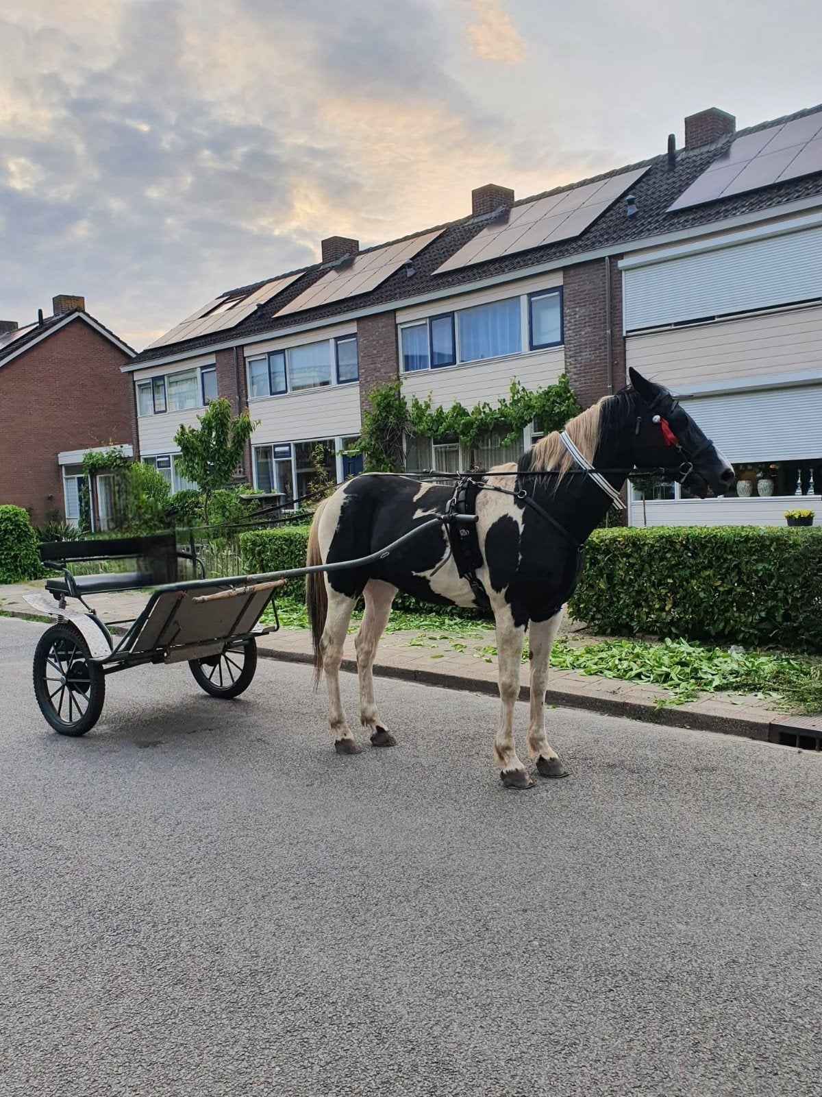 Te koop top braaf bont paard, Ruin, 0 tot 2 jaar