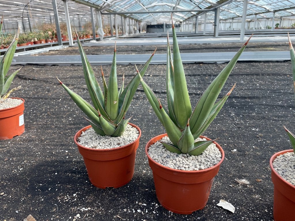 Sanseveria Pincuicula in de 17 cm pot 40-45 hoog, Overige soorten, Ophalen of Verzenden, In pot, Minder dan 100 cm