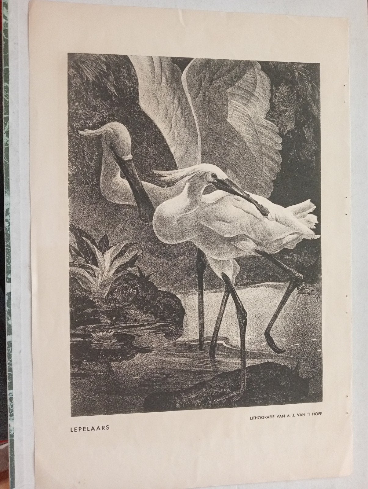 Lithografie van A.J. van 't Hoff - Lepelaars, Ophalen of Verzenden