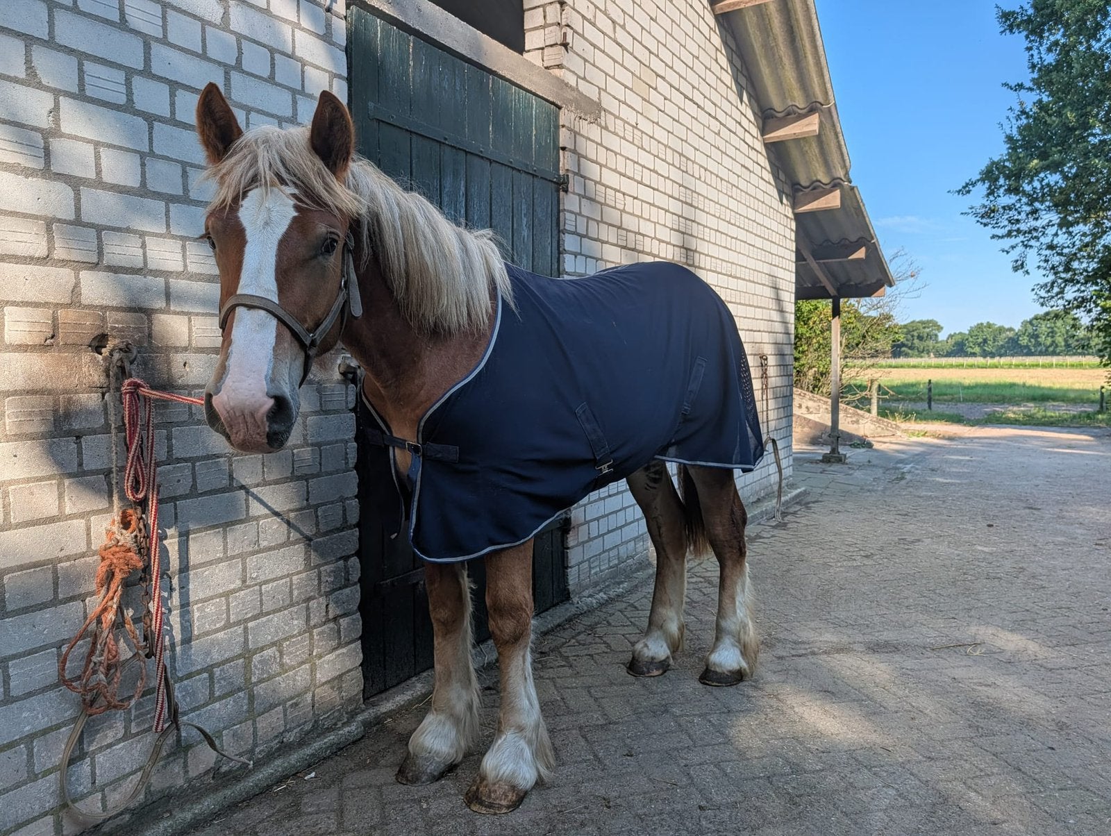 Belgisch trekpaard | ruin | Juni 2025, Dieren en Toebehoren, Met stamboom, Ruin, 0 tot 2 jaar, 170 tot 175 cm