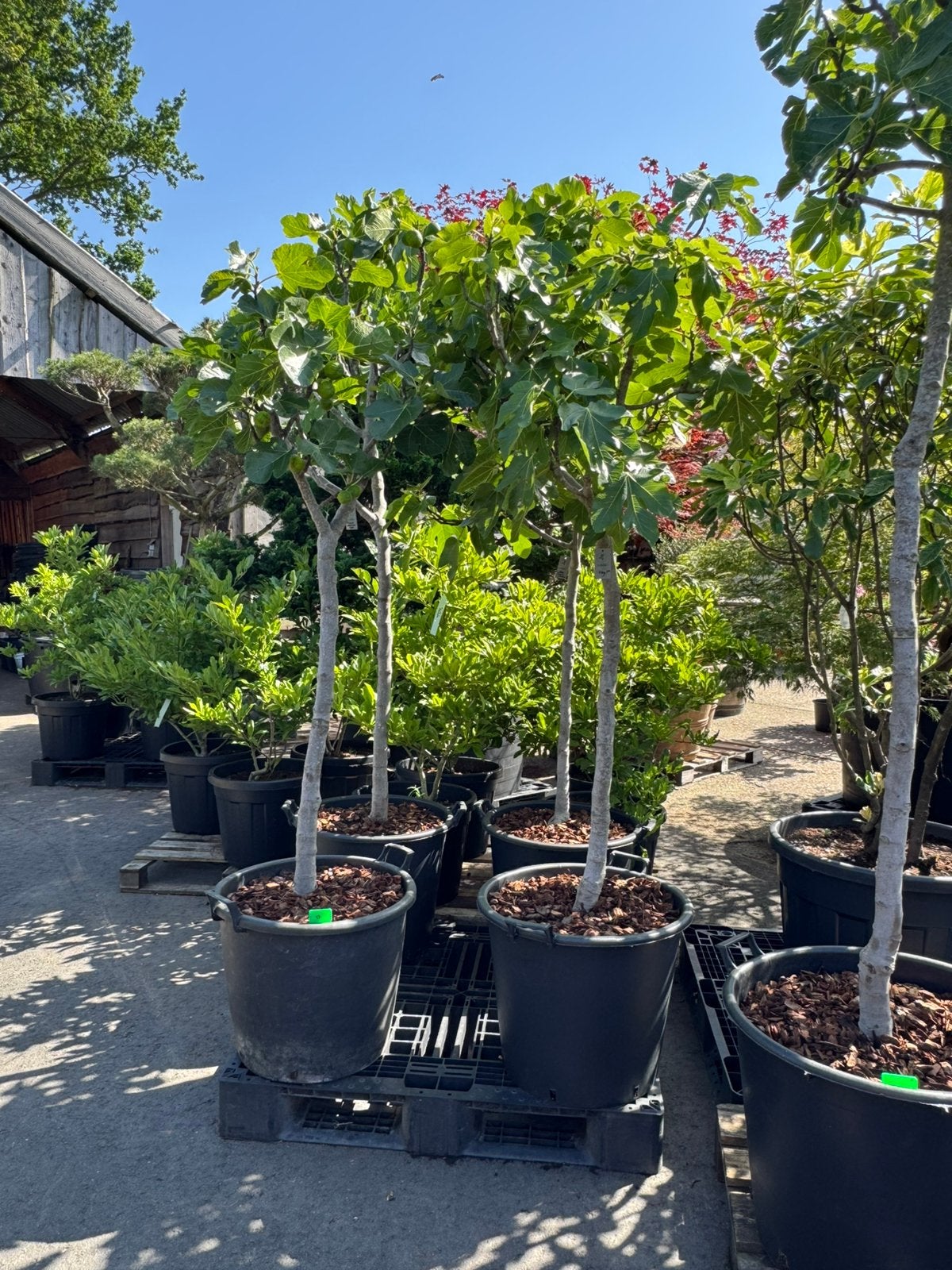 Vijgenboom Ficus Carica – Klein tot XXL, Overige soorten, Zomer, Ophalen, Volle zon