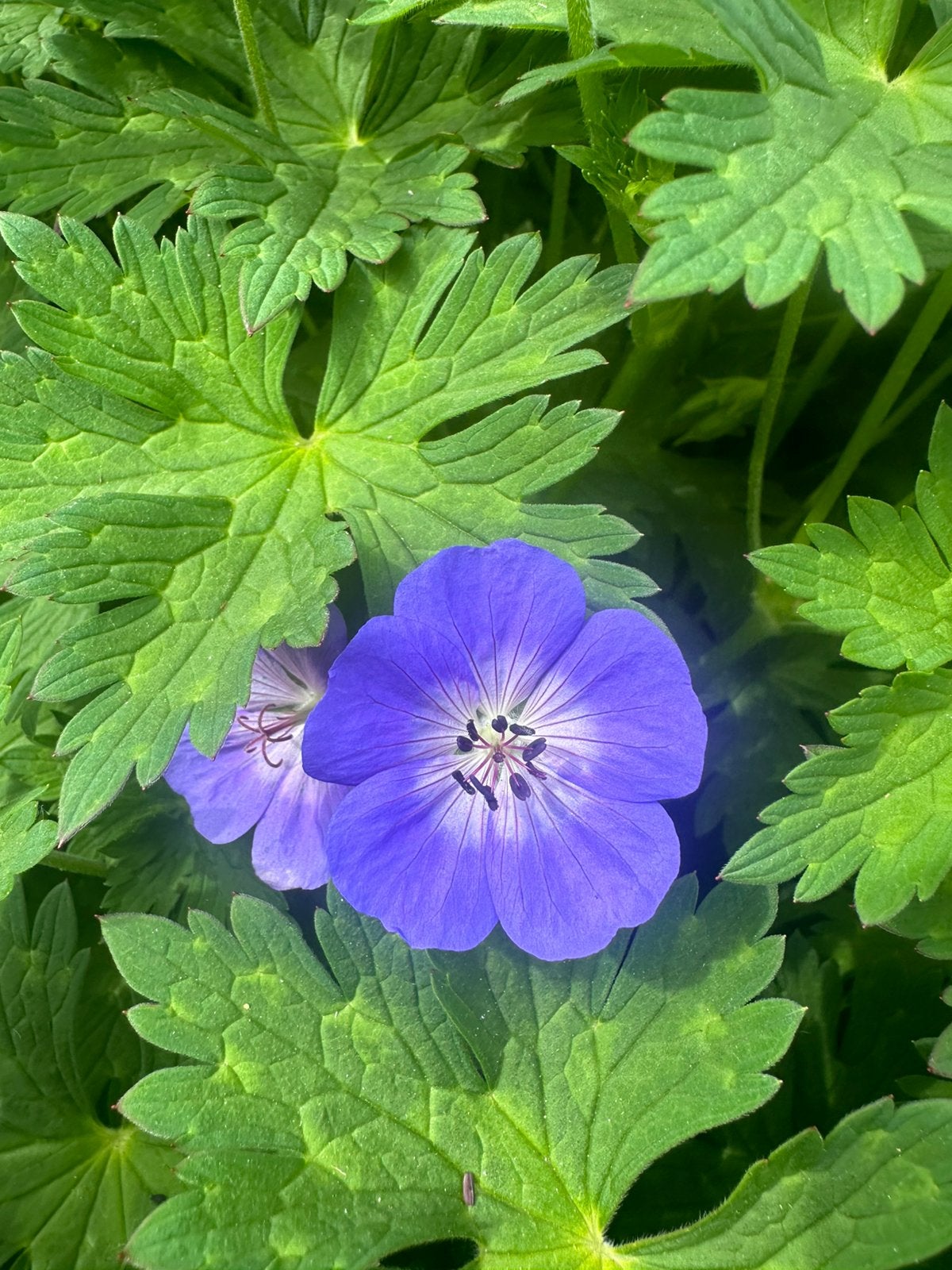 Geranium ‘Rozanne’, Tuin en Terras, Ophalen, Bodembedekkers, Volle zon, Vaste plant
