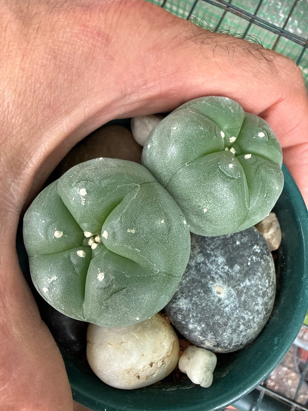 Lophophora Williamsii - Peyote Cactus, Tuin en Terras, Planten | Tuinplanten, Overige soorten, Volle zon, Vaste plant, Ophalen of Verzenden