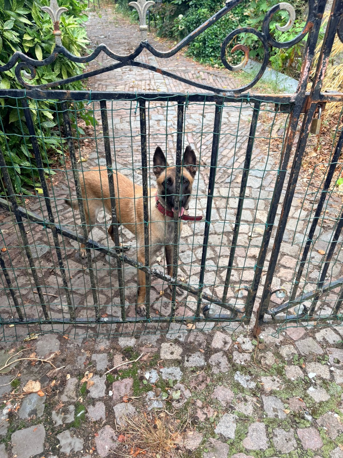 Mooie Mechelse Herder, Rabiës (hondsdolheid), 1 tot 2 jaar, Teef, Eén hond