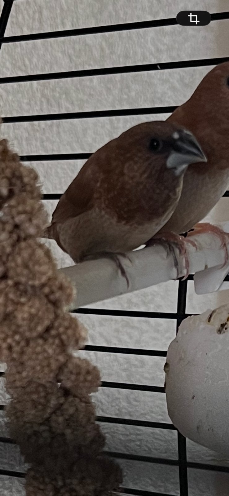 Japanse meeuw pop 3/2026, Dieren en Toebehoren, Vrouwelijk