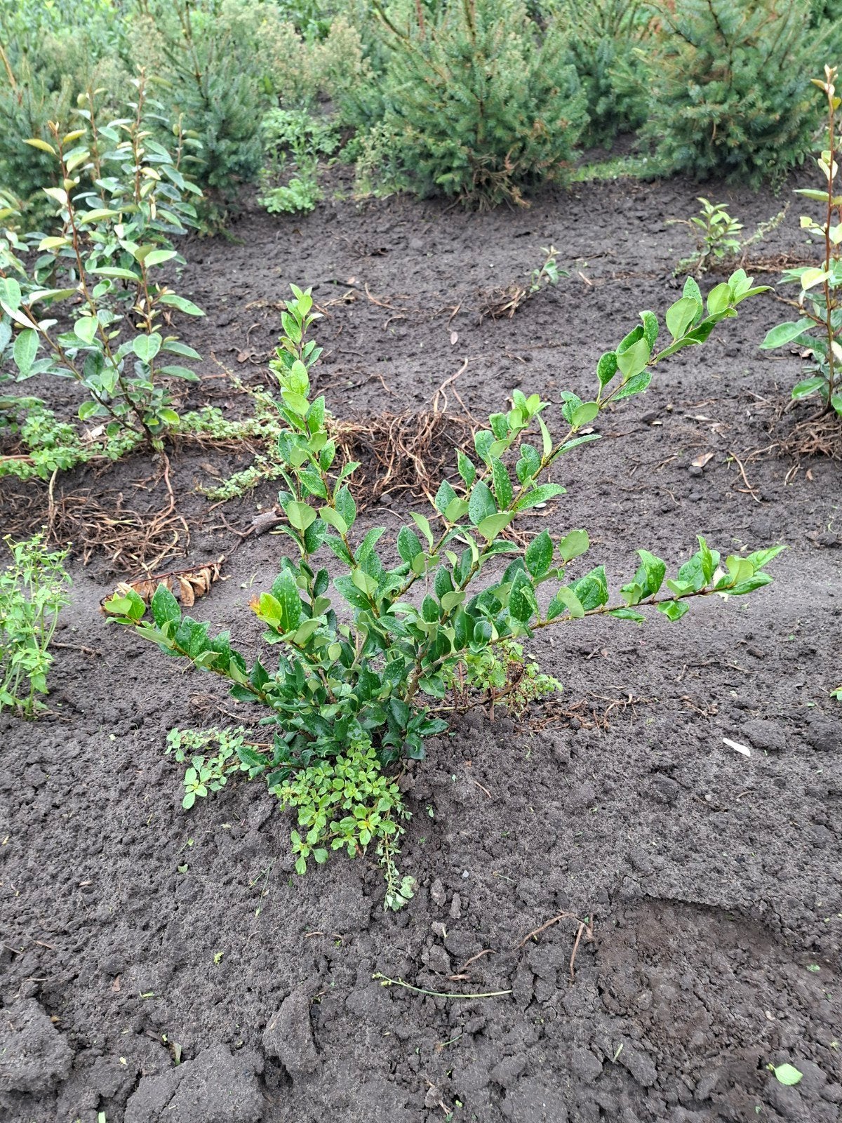 ligustrum japonicum texanum. tot 60 cm, Tuin en Terras, Ophalen of Verzenden, Liguster, 100 tot 250 cm