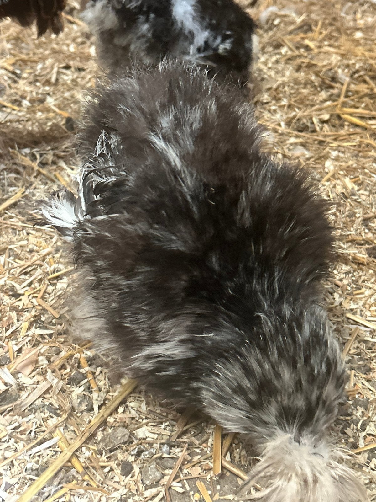 5 zijdehoen hennen zwart mottled, Vrouwelijk, Kip