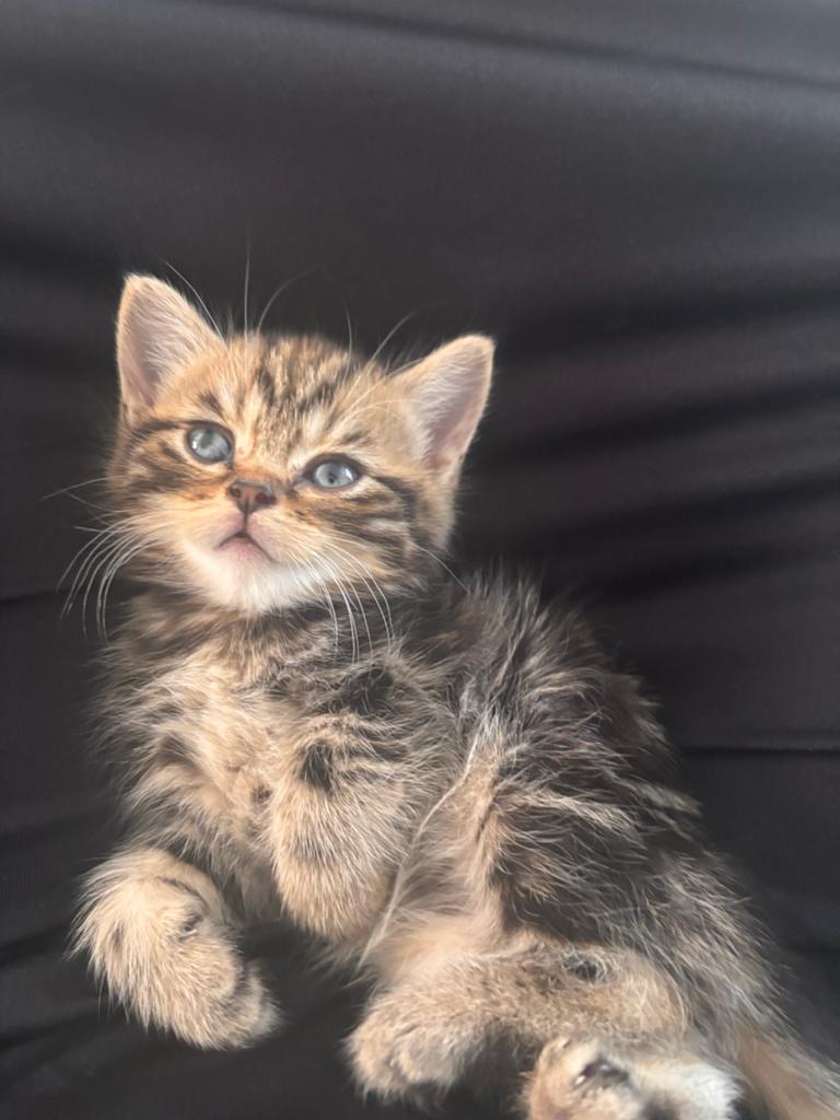 Britse korthaar, Kater