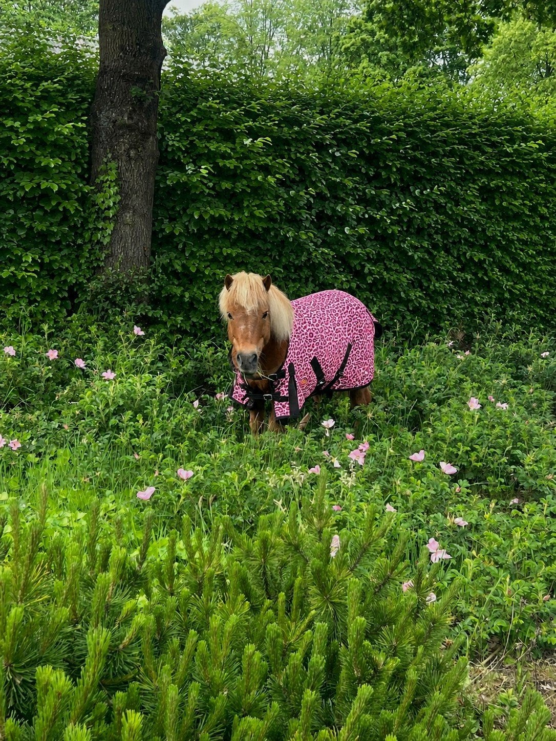 verzorgponys aangeboden  deurne, Weidegang, 4 paarden of pony's of meer