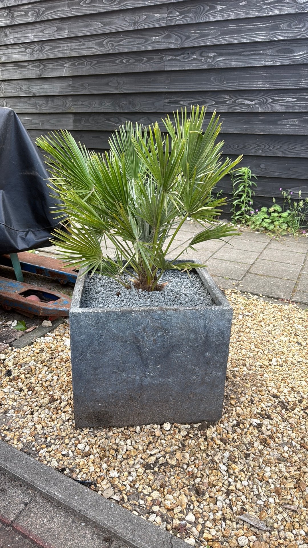 Palmboom Vulcano, Tuin en Terras, Kunststof, Rond, Ophalen of Verzenden, Zo goed als nieuw