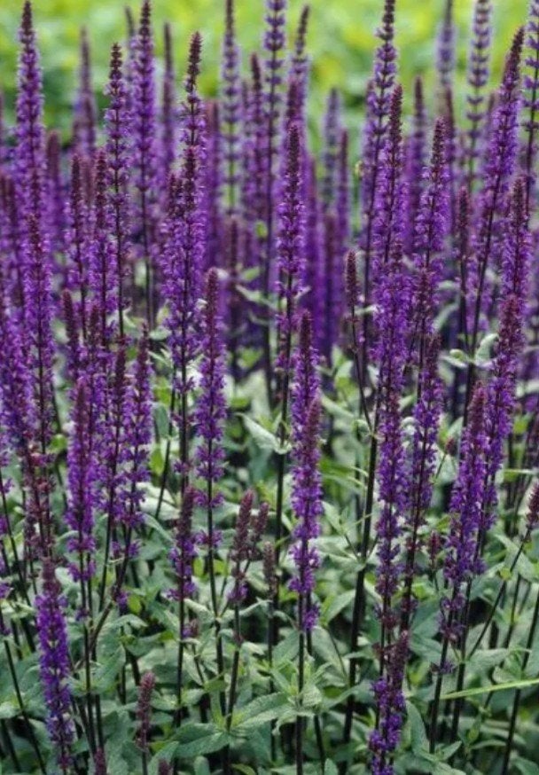 Salvia nemorosa 'Caradonna' P9 - 3000 stuks op voorraad, Overige soorten, Volle zon, Vaste plant, Ophalen of Verzenden