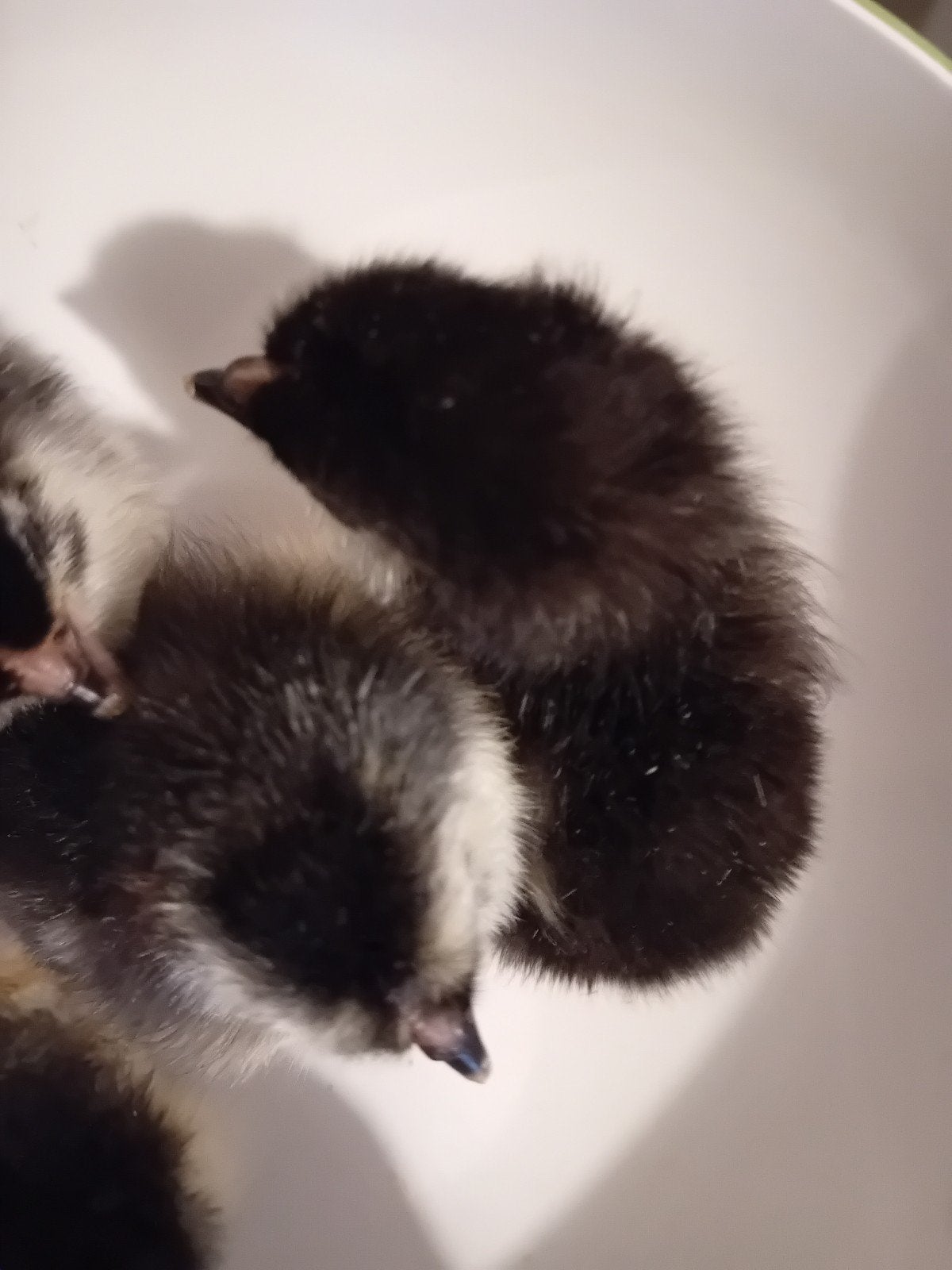 jonge kuikens te koop van de marans kippen zuiver ras, Dieren en Toebehoren, Geslacht onbekend, Kip