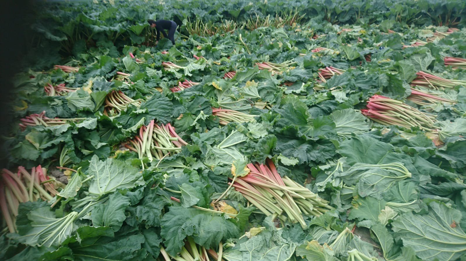 GROTE HOEVEELHEDEN RABARBERPLANTEN GEZOCHT, Ophalen, Bloeit niet, Volledige schaduw, Groenteplanten