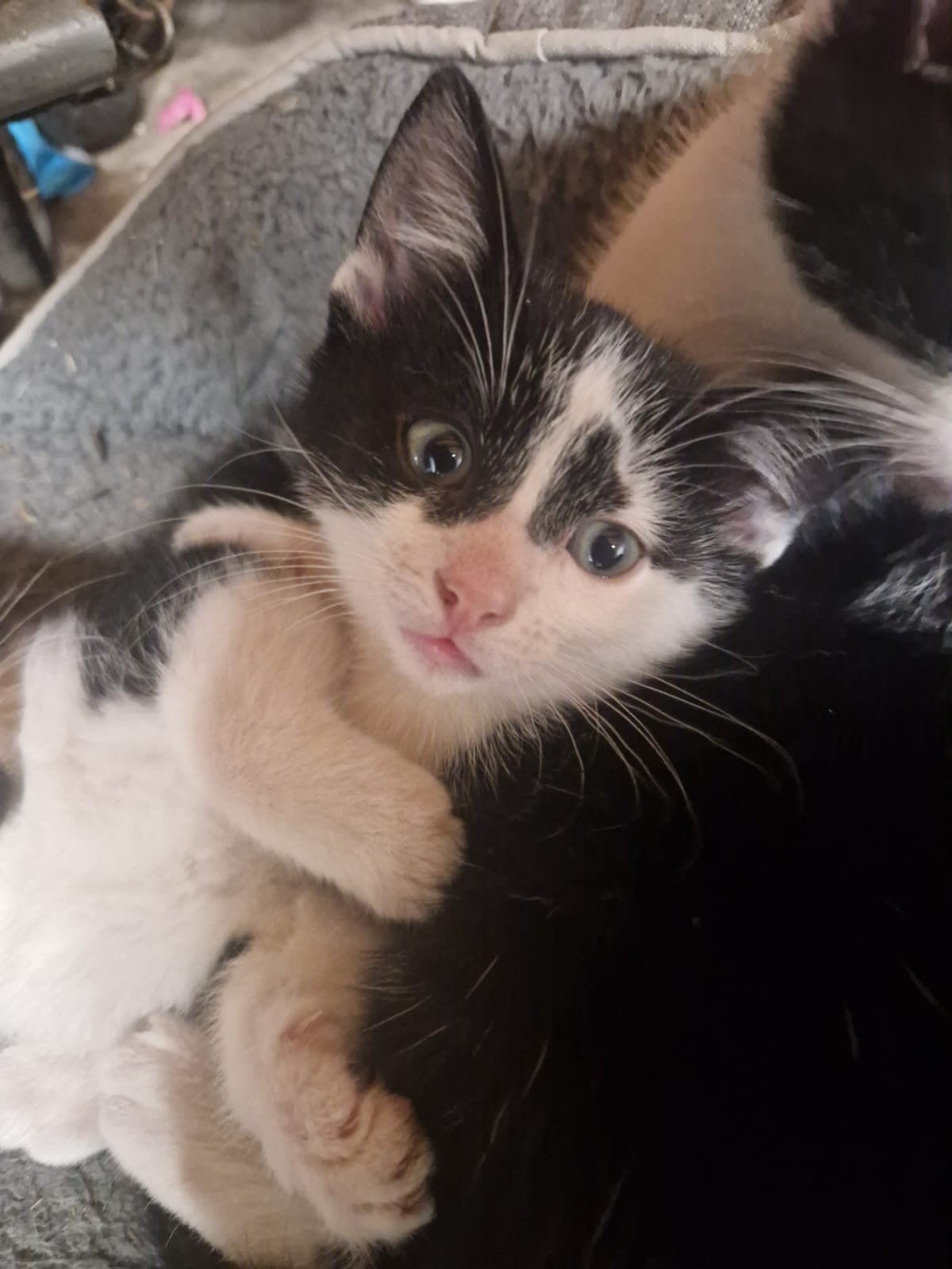 Eén lieve kitten, Kater