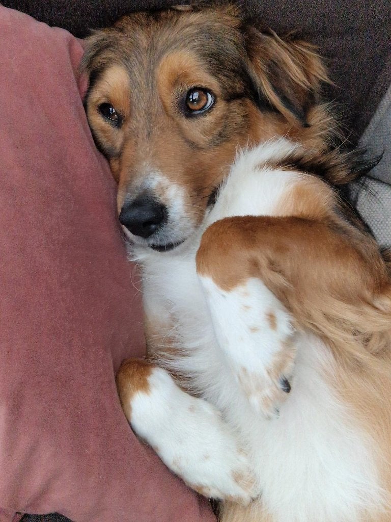 Baasje gezocht, Dieren en Toebehoren, Honden | Niet-rashonden, Particulier, Reu, Buitenland, Parvo