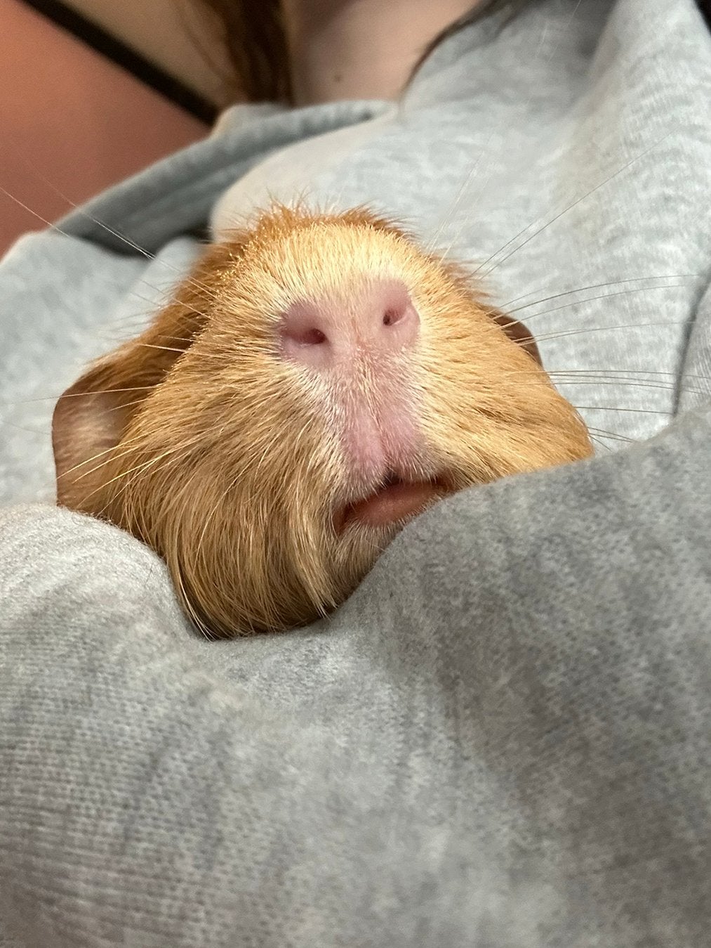 Cavias, Dieren en Toebehoren, Cavia, Mannelijk, Tam, September