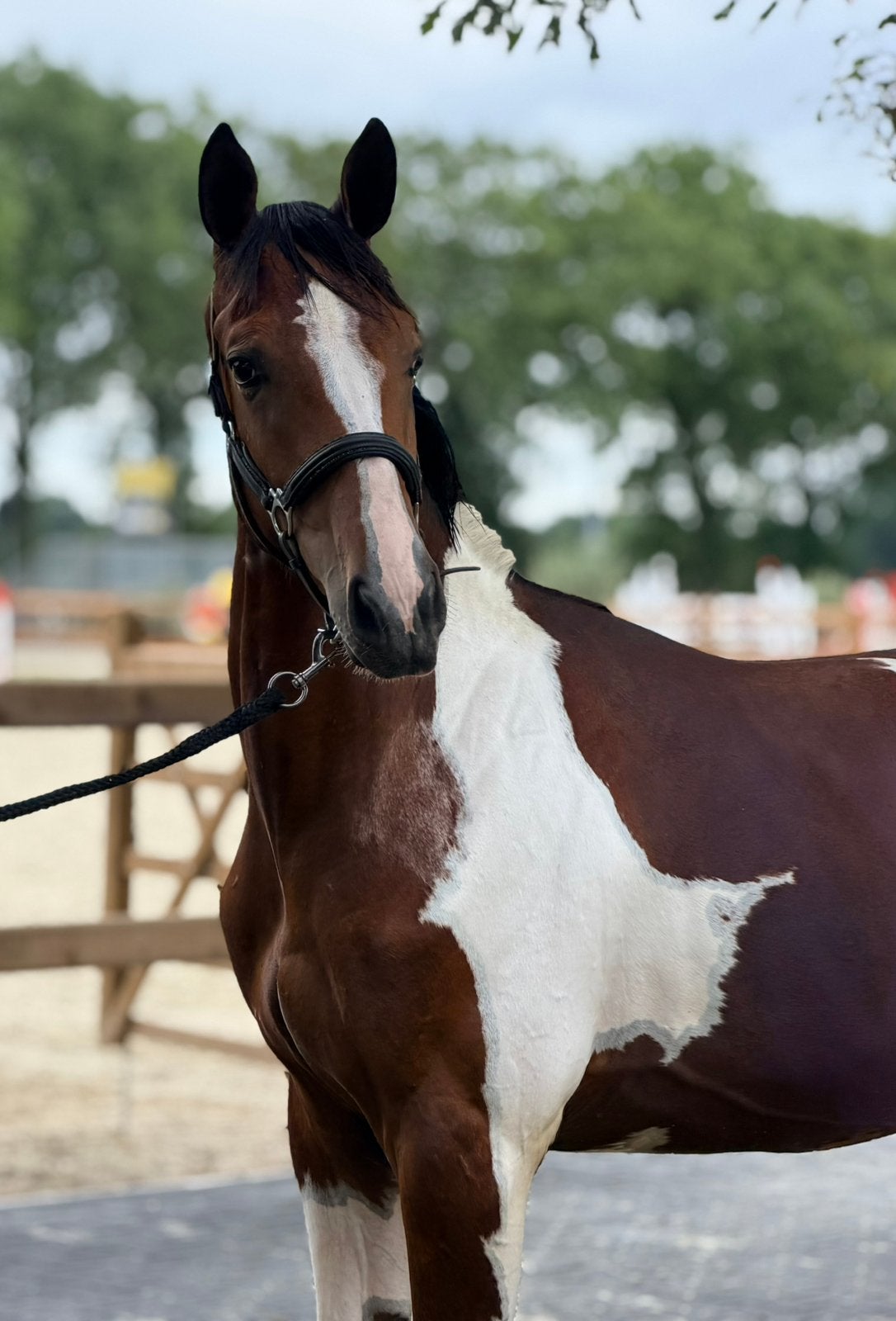 Bonte jaarling hengst allrounder te koop, Hengst