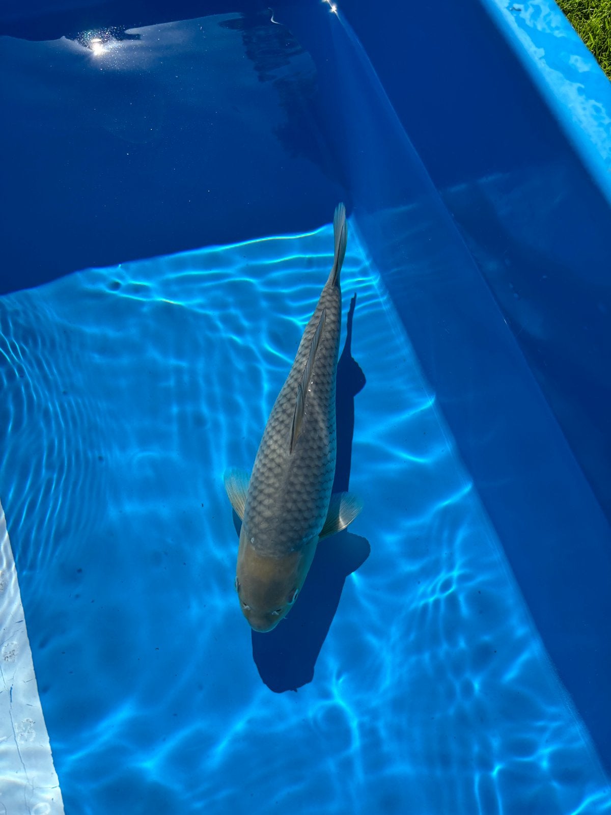 HQ Jumbo Tosai Female Soragoi, Dieren en Toebehoren, Karper of Koi