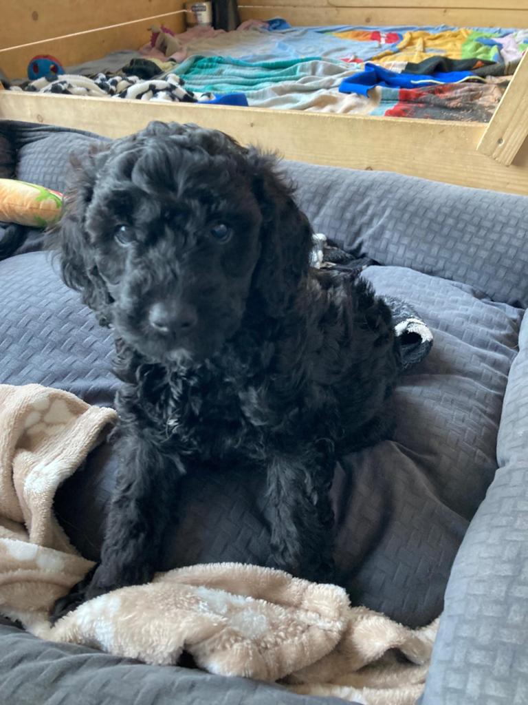 Labradoodle pups, Dieren en Toebehoren, Honden | Retrievers, Spaniëls en Waterhonden, Overige rassen, 8 tot 15 weken, Meerdere