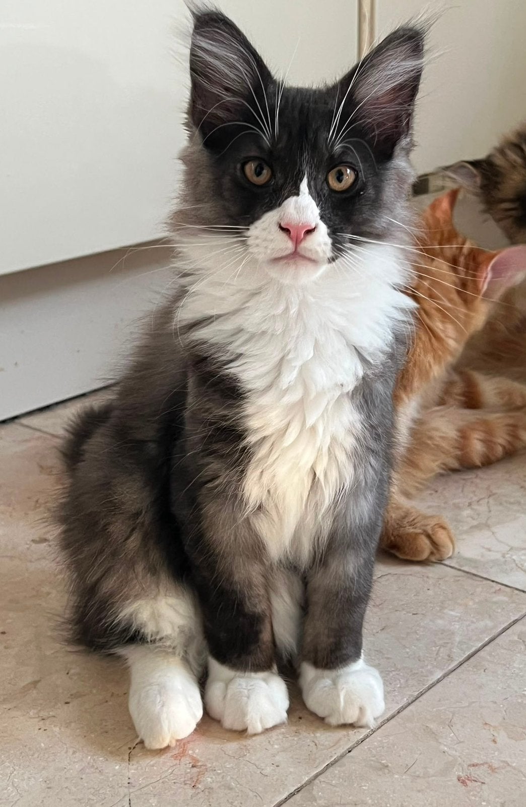 Superlieve & prachtige Maine Coon kittens te koop!, Meerdere dieren