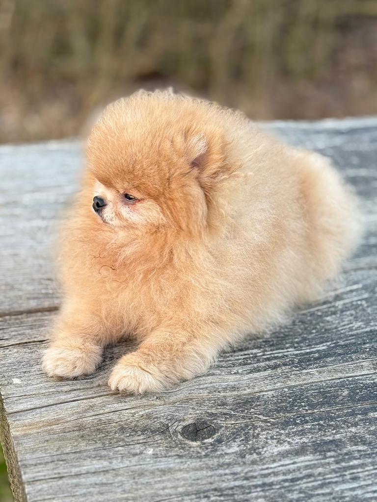 Dekreu. Pomeriaan/ Pomeraniaan, Dieren en Toebehoren, Keeshond, Reu, CDV (hondenziekte), 8 tot 15 weken