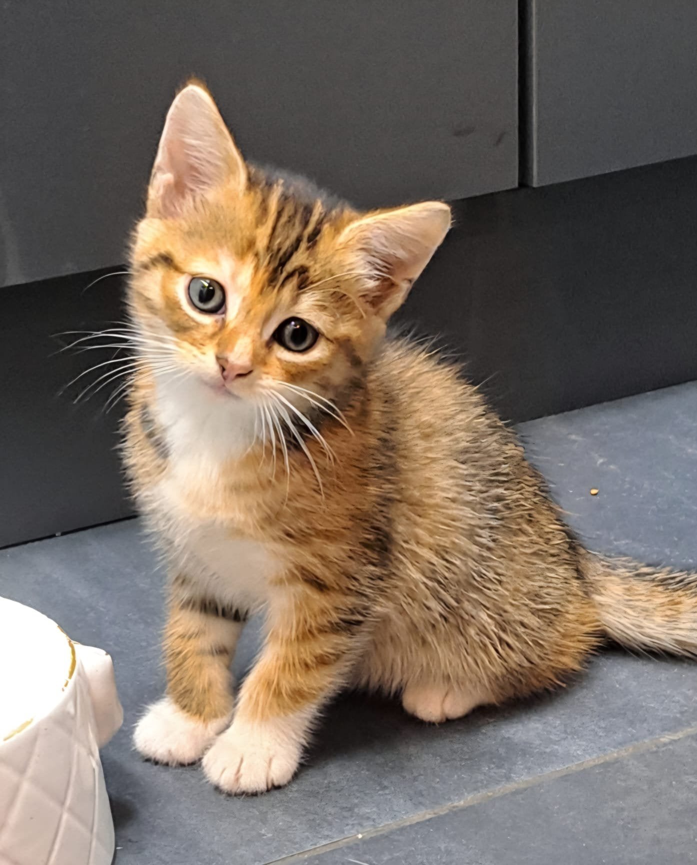 Super lieve kittens, Meerdere dieren, 0 tot 2 jaar