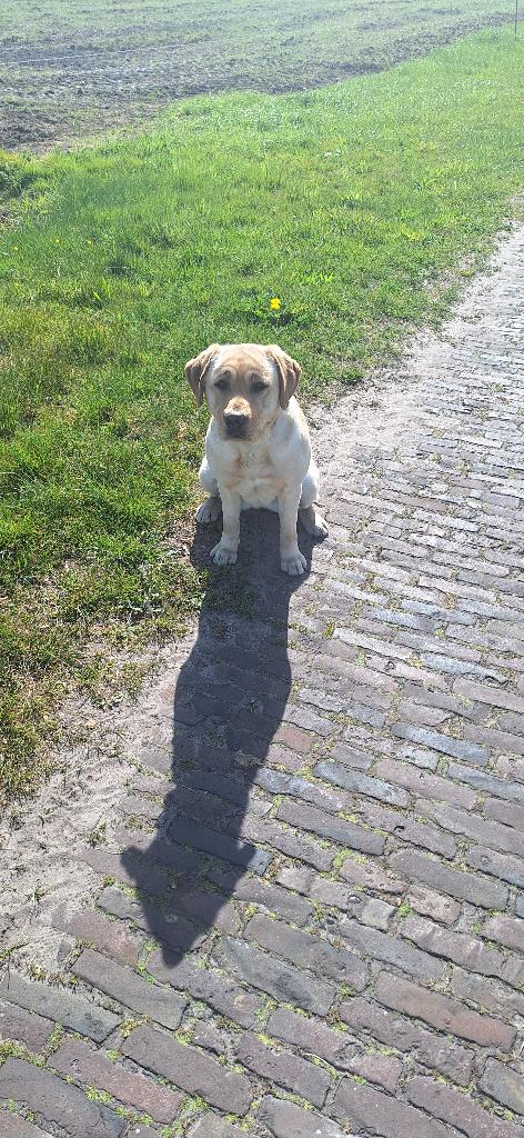Hond, Dieren en Toebehoren, Overige rassen, CDV (hondenziekte), 1 tot 2 jaar, Teef