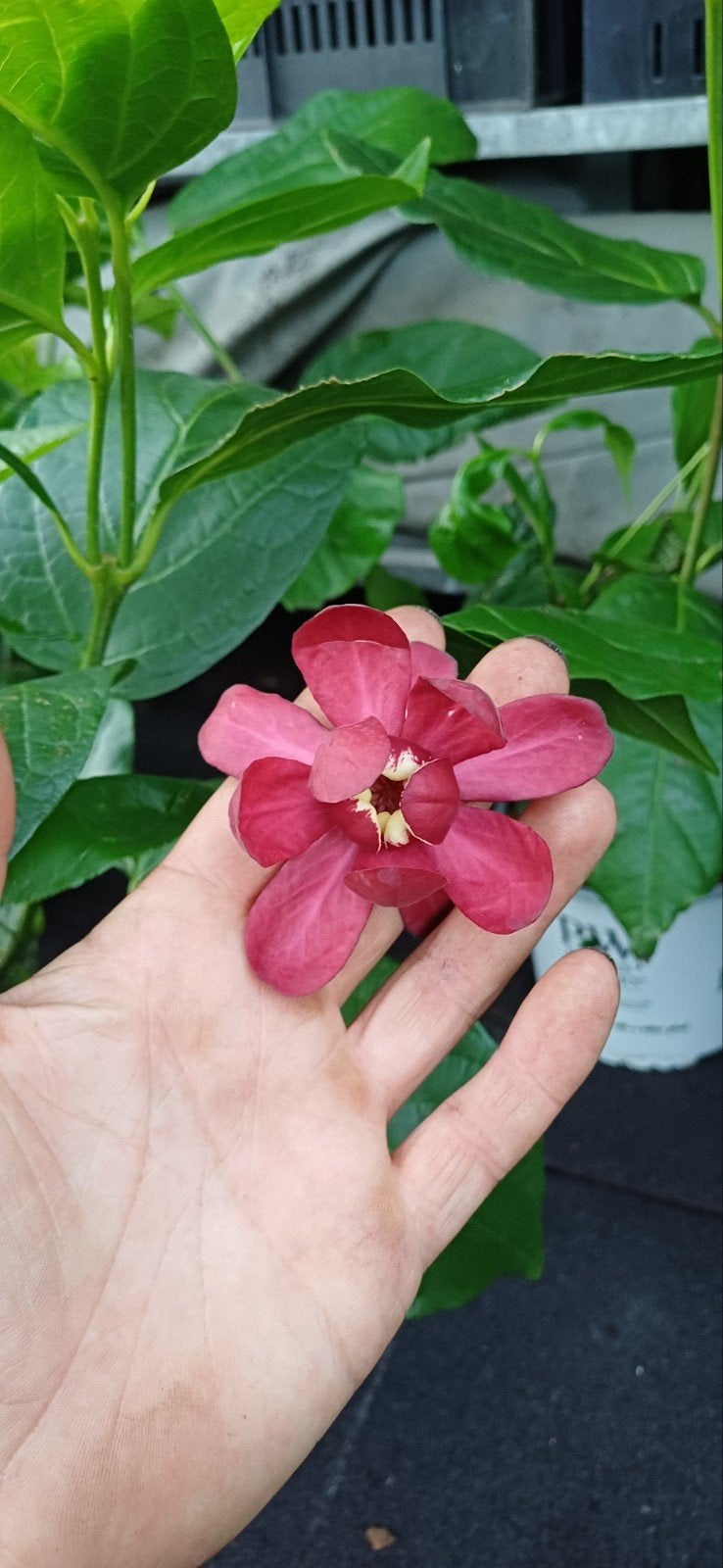 opentuin en kwekerij Met aanbiedingen op 12 en 13 september, Tuin en Terras, Ophalen, Vaste plant, Overige soorten, Volle zon