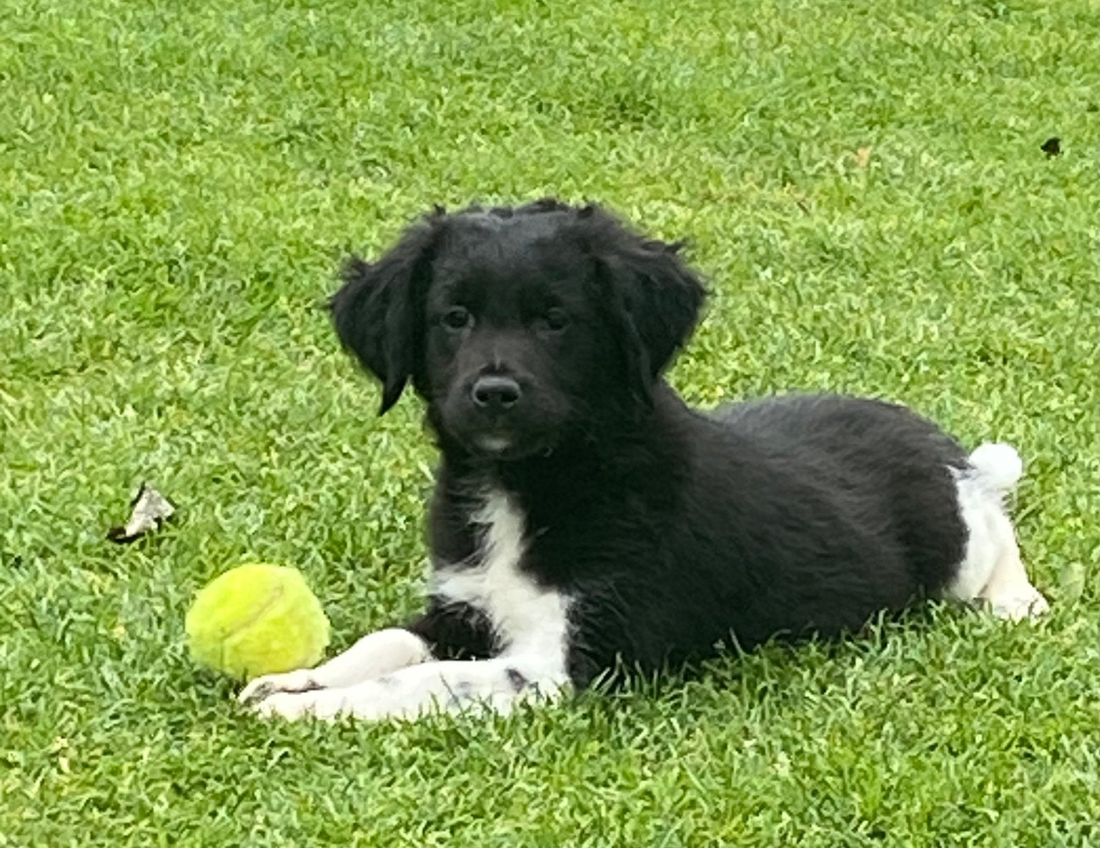 Prachtige FRIESE STABIJ x HEIDEWACHTEL pups, Parvo, Nederland, 8 tot 15 weken, Meerdere