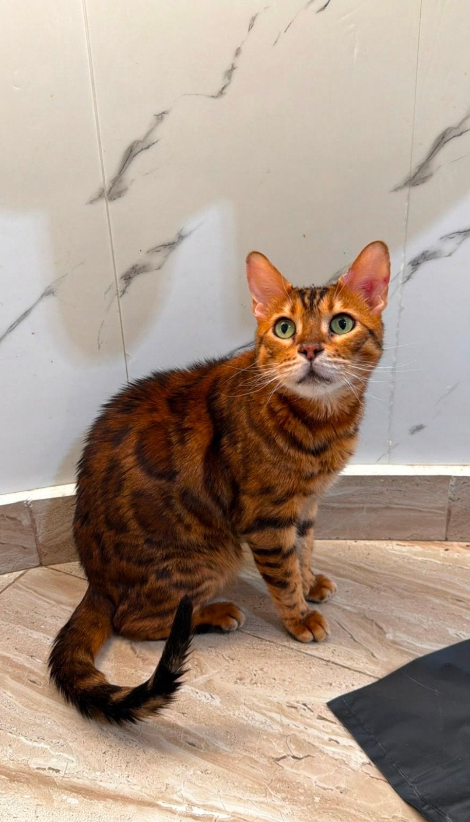 Onze Bengal foster Tobbert zoekt thuis, Kater, Kortharig, 0 tot 2 jaar