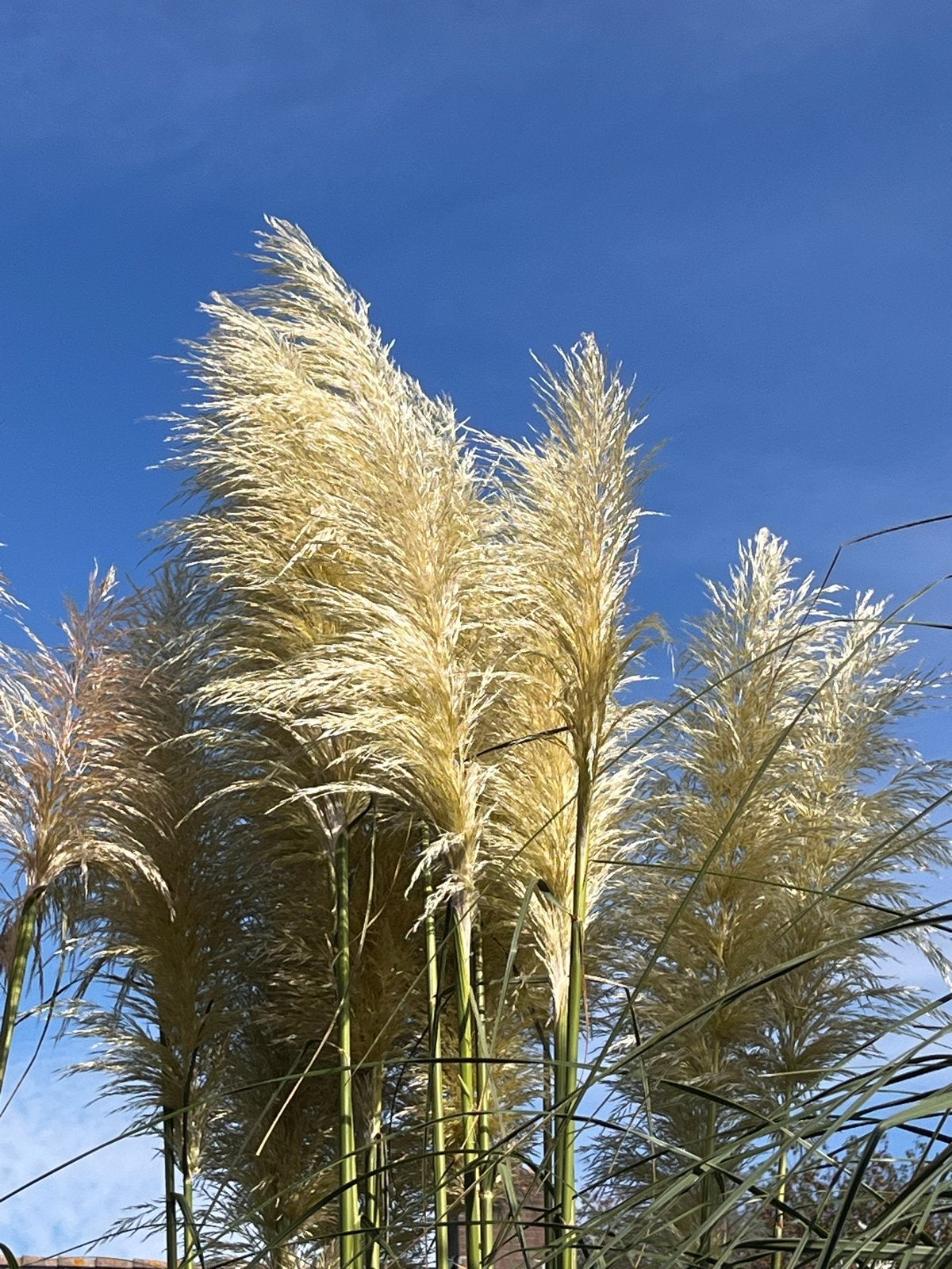 Pampas pluimen, Ophalen, Volle zon, Vaste plant, Siergrassen