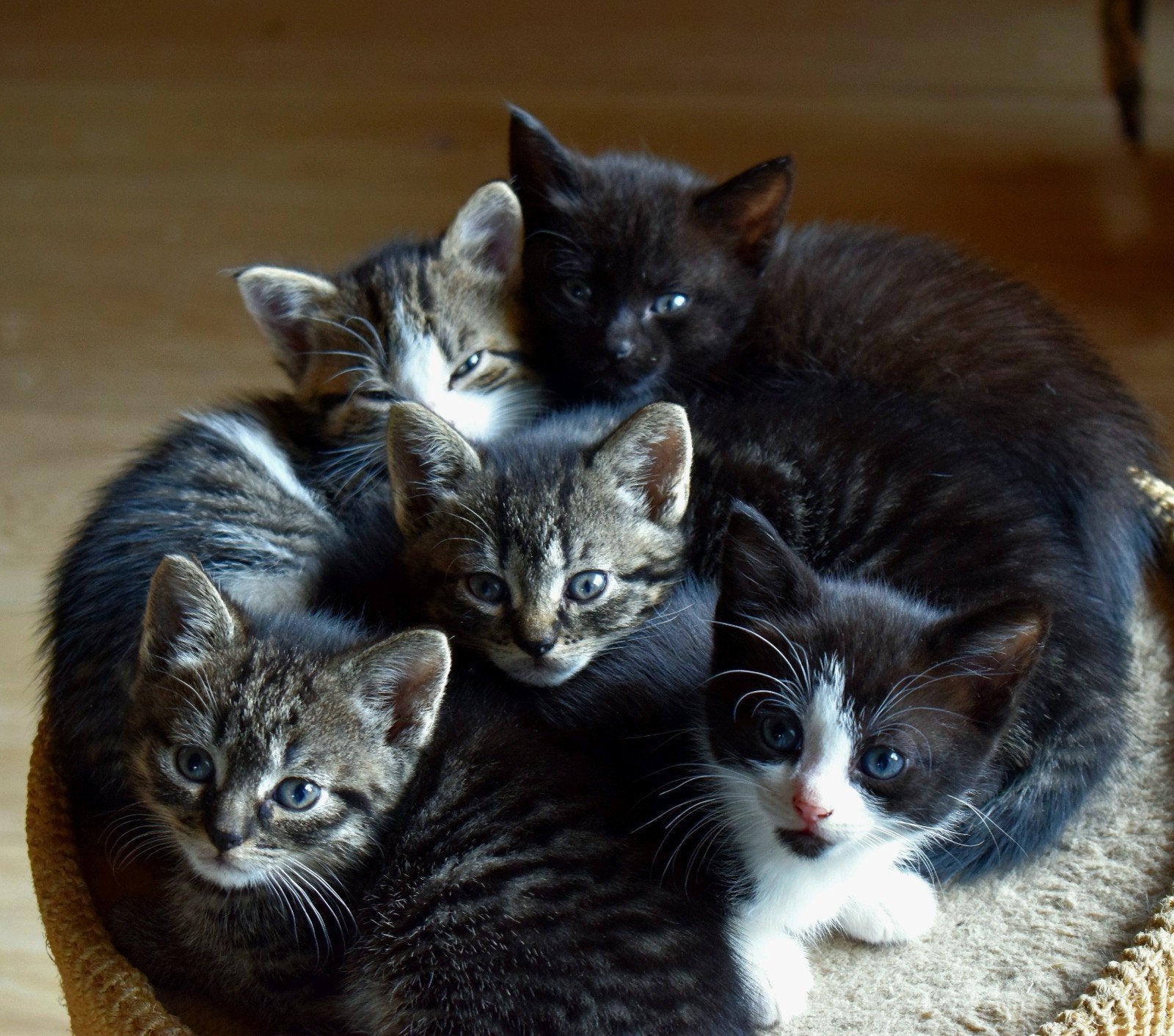 7  kittens(nog 5 beschikbaar), Meerdere dieren