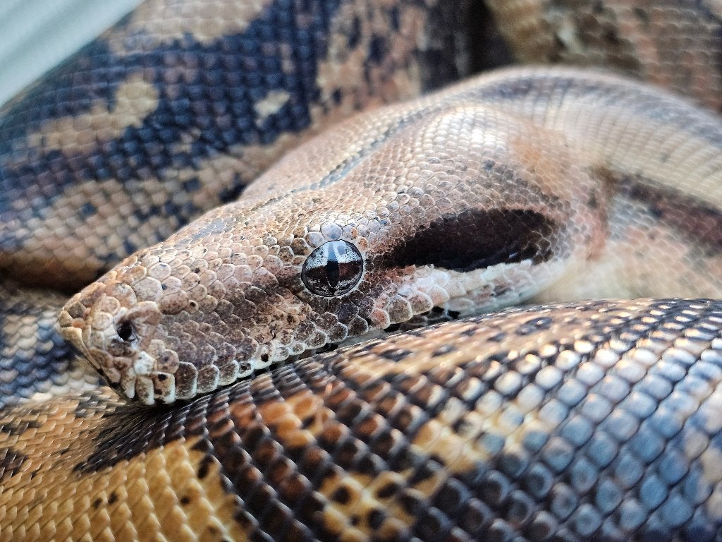 Pinkish fire vrouw boa imperator Boa Constrictor - female for sale from Kate