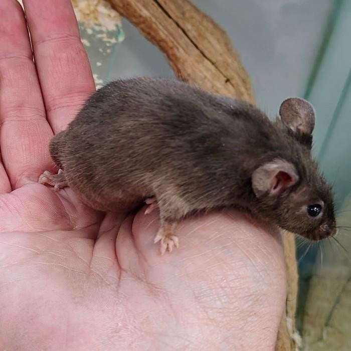 Engelse muizen te koop, April, Meerdere dieren