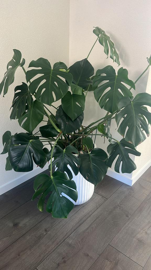 Grote Monstera Deliciosa in Witte Pot, Tuin en Terras, Kunststof, Gebruikt, Rond, Ophalen of Verzenden