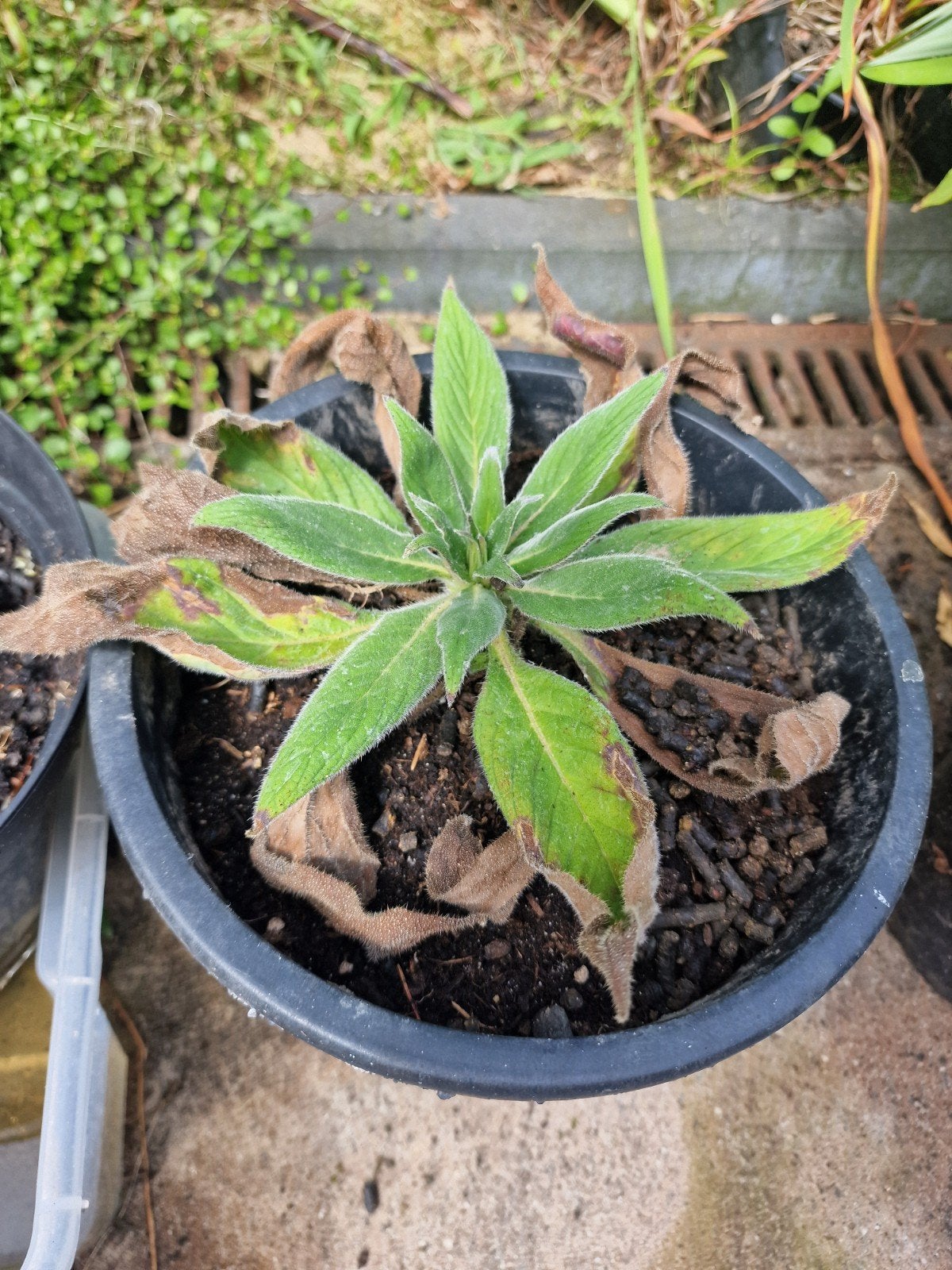 echium pininana aangeboden., Ophalen, Overige soorten, Volle zon