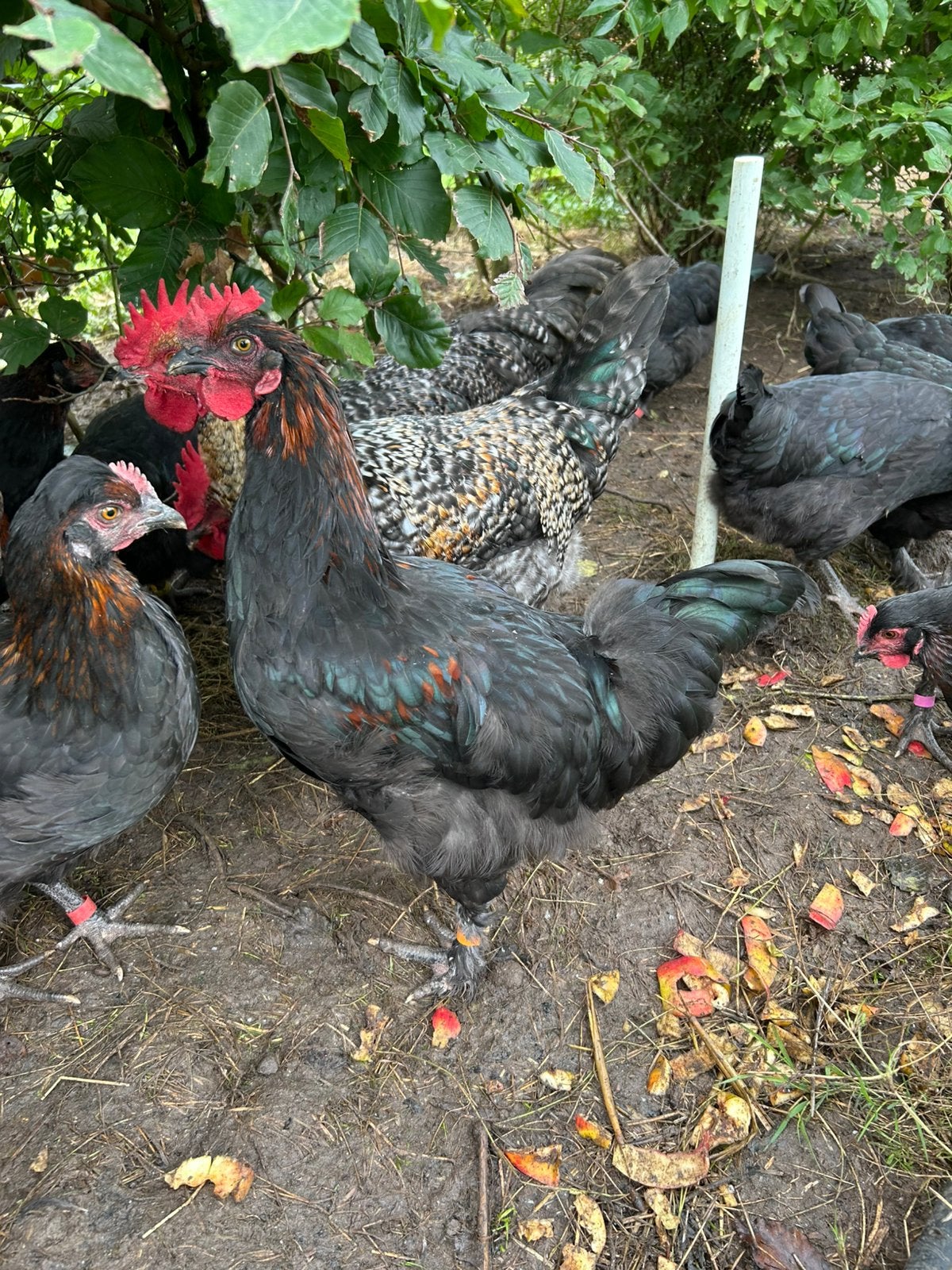 Marans haan raszuiver, Dieren en Toebehoren, Mannelijk, Kip
