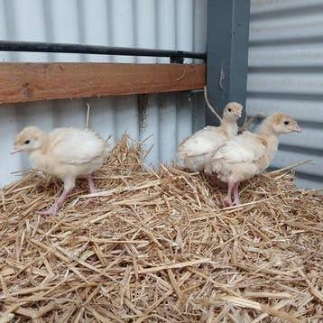 Breed borst Kalkoenen., Dieren en Toebehoren, Pluimvee, Meerdere dieren, Kalkoen