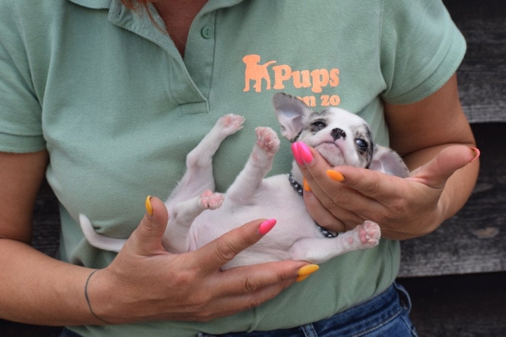 Chihuahua pups mooie keuze, 15 weken tot 1 jaar, Buitenland, Parvo, Meerdere