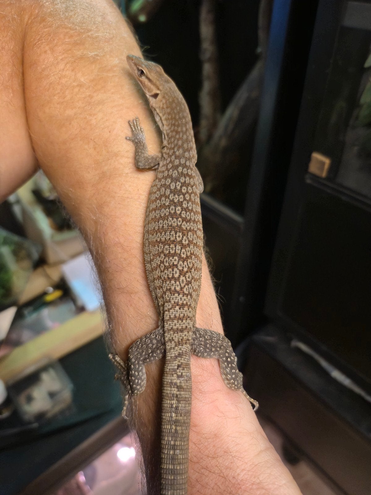Varanus tristis tristis 1.0 NK25 Monitor Lizard photo 3