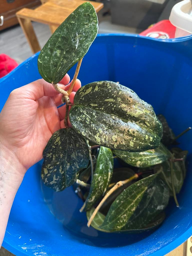 Diverse stekken Hoya Latifolia Splash, Ophalen, Halfschaduw, Minder dan 100 cm
