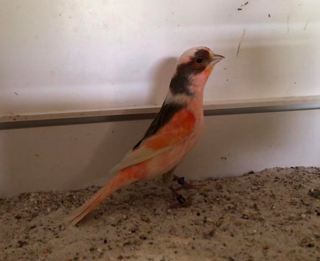 Harlekijn kanarie pop 25, Dieren en Toebehoren, Vogels | Kanaries, Vrouwelijk, Kleurkanarie