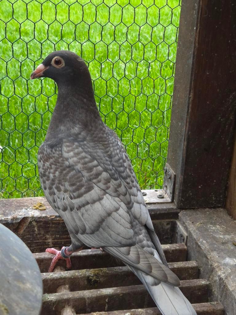 Kleurpostduif kleurpostduiven, Dieren en Toebehoren, Vogels | Duiven, Postduif