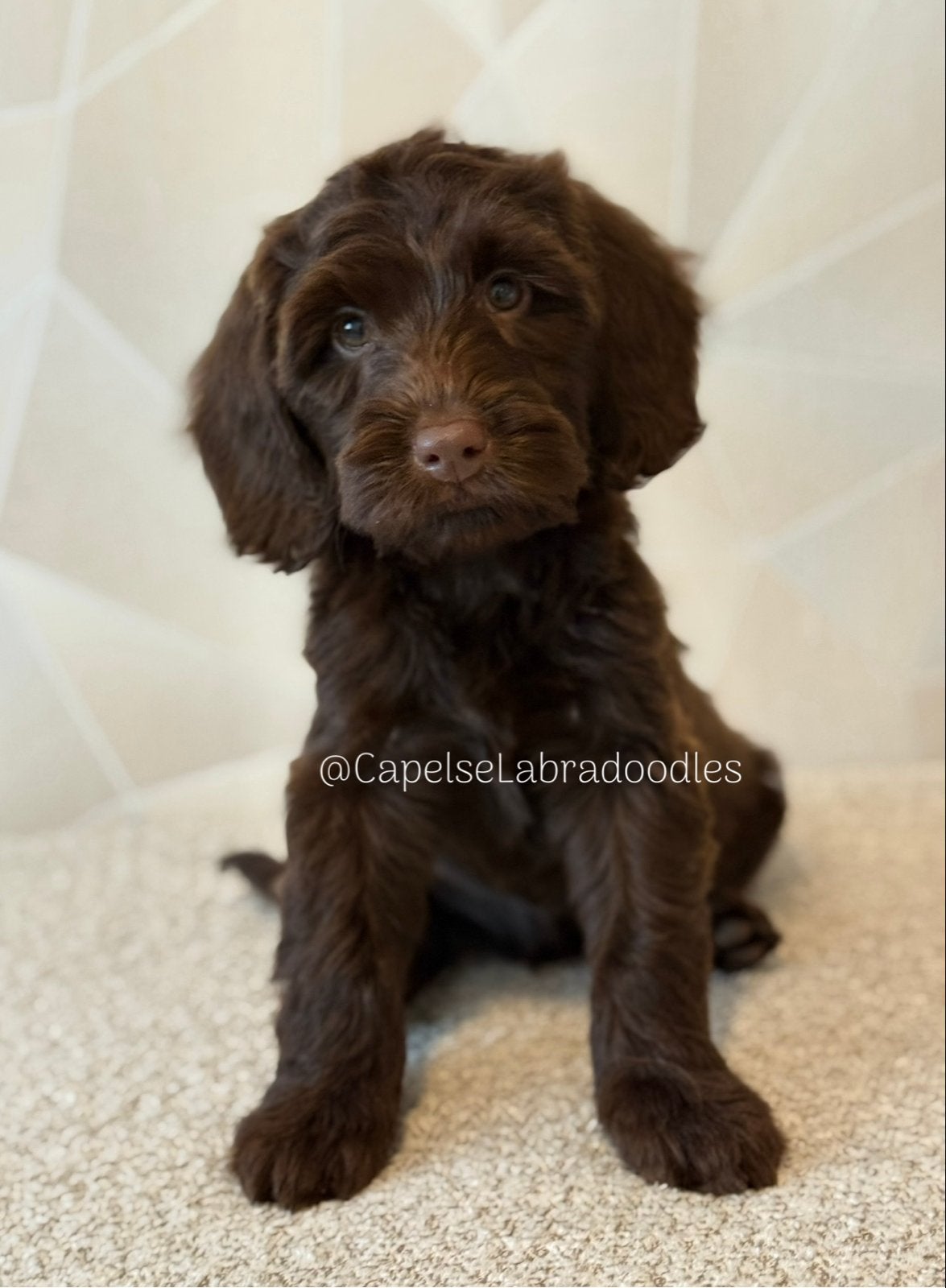 Australian Labradoodle pup Chocolade Bruin, Nederland, Reu, 8 tot 15 weken, Eén hond