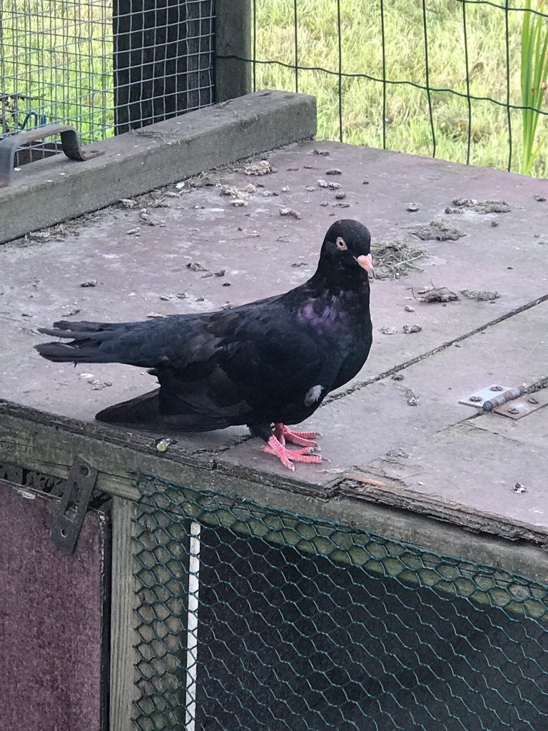 Vrouwtje oosterse roller €5!, Dieren en Toebehoren, Vrouwelijk, Tuimelaar of Roller